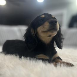 Manny - Black and cream male Dachshund puppy in Price, Utah from Stone Kennels