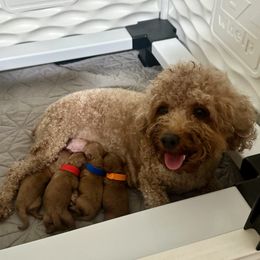 Poodle puppies from Red Toy Poodle World