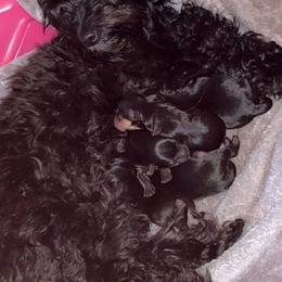 Double Doodle and Yorkipoo Puppies from Bella Dreamss LLC