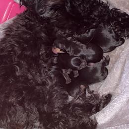 Double Doodle and Yorkipoo Puppies from Bella Dreamss LLC