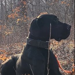 Trippel - Great Dane