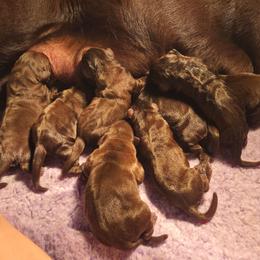 Female 4 - Chocolate female Labrador Retriever puppy in Andrews, South Carolina from Leyland Cypress Retrievers