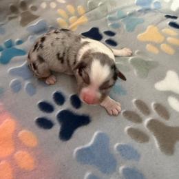 BMF - Blue merle female Australian Shepherd puppy in Lakewood, California from Cloud Nine Kennel