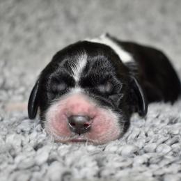 Balto - Black and white male English Springer Spaniel puppy in Chapmansboro, Tennessee from Balthrop Bend Farms
