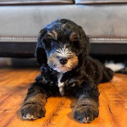 Boy 1 - Tri-color male Bernedoodle puppy in Phoenix, Arizona from Doodles of the Desert