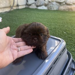 Boy (Green Collar) - Liver male Shih Tzu puppy in Whittier, California from Socal Mother Of Shih Tzus