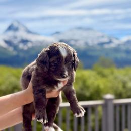 Merle Girl - Merle female Bernedoodle puppy in Anchorage, Alaska from Cascade Country Doodles