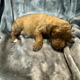 Merlin - Brown and white male Aussiedoodle puppy in Lake City, Florida from Dream Hollow Farm
