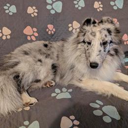 Shetland Sheepdog puppies from Himark Shelties