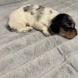 Brandon - Dapple male Dachshund puppy in Avinger, Texas from Lone Star Longhair Dachshunds