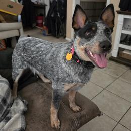 Nugget - Australian Cattle Dog