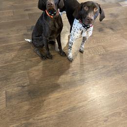 German Shorthaired Pointer puppies from Triple R German Shorthaired Pointers