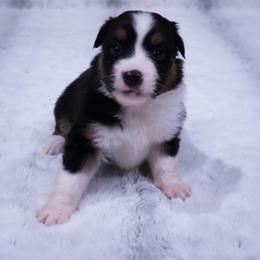 Buck - Black tri male Miniature American Shepherd puppy in Central Islip, New York from Fifth Avenue Australian Shepherds