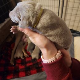 Lime Green Collar - Silver gray Weimaraner puppy in Mount Cory, Ohio from Dustin's Weimeraners