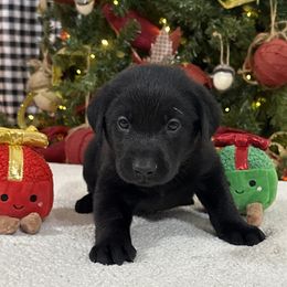 Hunter Green - Black male Labrador Retriever puppy in Kinta, Oklahoma from Beaver Creek Kennels