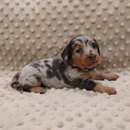 Puppy 7 - Blue and tan female Dachshund puppy in Krum, Texas from Dots N Spots Dachshunds
