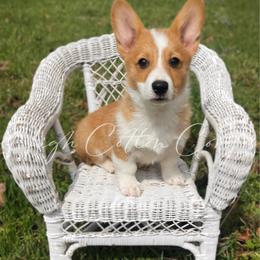 Braford - Red male Pembroke Welsh Corgi puppy in Benton, Arkansas from High Cotton Corgis
