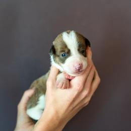 Border Collie, Papillon, Sporty Mix, and Whippet Puppies from Old Hemp Border Collies / Open Horizon Sport Dogs