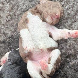 Justice - Parti female Poodle puppy in Meadowbrook, California from Standard Poodle Pups