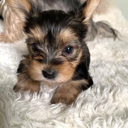 Girl 1 - Black and tan female Yorkshire Terrier puppy in Willow Grove, Pennsylvania from Willow Grove Yorkie