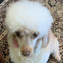 Lola - Poodle