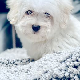 Coton de Tulear Puppies from Windy City Coton