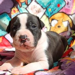 Purple Collar girl - Black female American Bully puppy in Sandy Hook, Connecticut from Fia Bullies