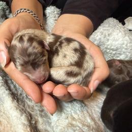 Vermithor - Red merle male Australian Shepherd puppy in Kokomo, Indiana from North Central Aussies