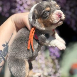 Kai (orange) - Blue male Pembroke Welsh Corgi puppy in East Oakdale, California from Rhettro Kennels
