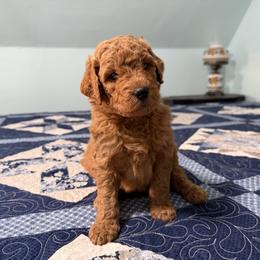 Miss Sadie - Red  female Poodle puppy in Fairfield, North Carolina from Leaning T Ranch