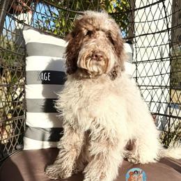 Sage - Parti male Double Doodle puppy in Southwest Ranches, Florida from Dandy Doodle Ranch