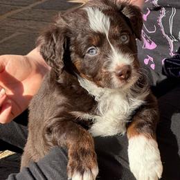 Scout Blues - Red tri-color male Aussiedoodle puppy in Charlestown, Indiana from Forever Aussies and A Doodle