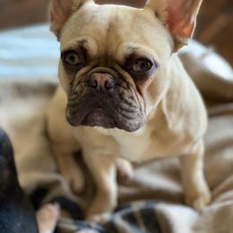 French Bulldog All Grown Up from The Frenchie Manor
