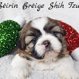 AKC Red & White Male #2 - Red and white male Shih Tzu puppy in Middle Grove, New York from Beirin Breige Shih Tzus