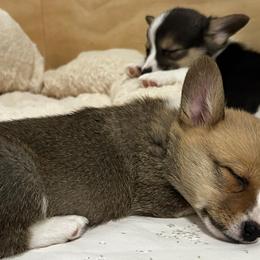 Cardigan Welsh Corgis and Pembroke Welsh Corgis from Valentine Ranch