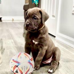 Orange collar, female - Gray brindle female Cane Corso puppy in Atlanta, Georgia from Cane Corso’s of Atlanta