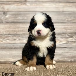 Baxter - Bernese Mountain Dog puppy in New Haven, Indiana from Milan Berners