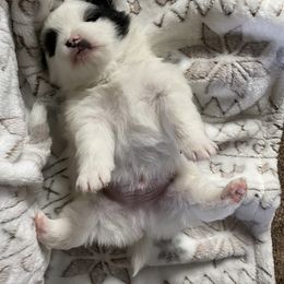 Pomeranian Puppies from MJ’s Pomeranians