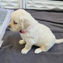 Golden Retriever Puppies from Sweetwater Goldens