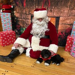 Shihpoo and Shih Tzu Puppies from Lilli’s Shih tzus and Shih poos