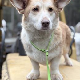 American Corgis, Cardigan Welsh Corgis, Dilute Retrievers, Labrador Retrievers, and Pembroke Welsh Corgis from KnR Antler Dogs ~ Retrievers & Corgis