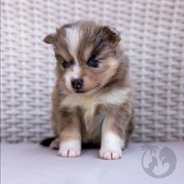 Huntrix - Merle female Pomsky puppy in Sumter, South Carolina from Emerald Skies Pomskies