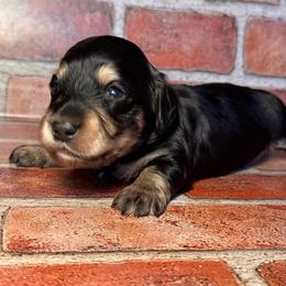 Milo - grey collar - Black and cream male Dachshund puppy in North Auburn, California from Northern Doxie