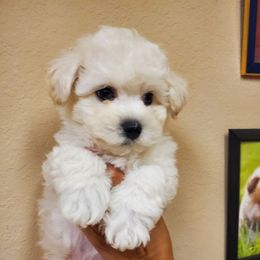 Baby Gray - White and cream male Bichon Frise puppy in Cape Coral, Florida from Arralaine Pups