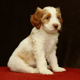 Honeymaren - Caramel female Australian Labradoodle puppy in Stanwood, Washington from Victoria Creek Australian Labradoodles