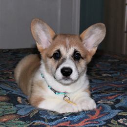 Pembroke Welsh Corgi Puppies from Outlands Corgis