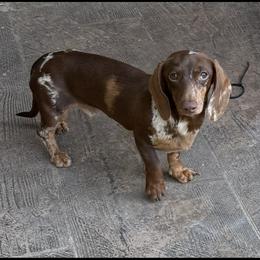 Whiskey - Dachshund