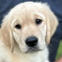 Girl 1 - Golden Retriever puppy in Fieldale, Virginia from Interlock Goldens