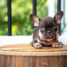 Belgian Malinois and French Bulldog Puppies from Hershel's