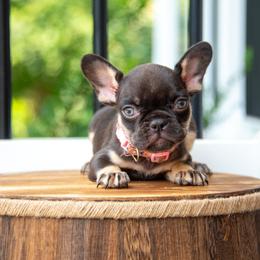 Belgian Malinois and French Bulldog Puppies from Hershel's